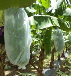 खरीदें Weed Control Agriculture PP Nonwoven for Planting Customize Weight Color Width Length online manufacture