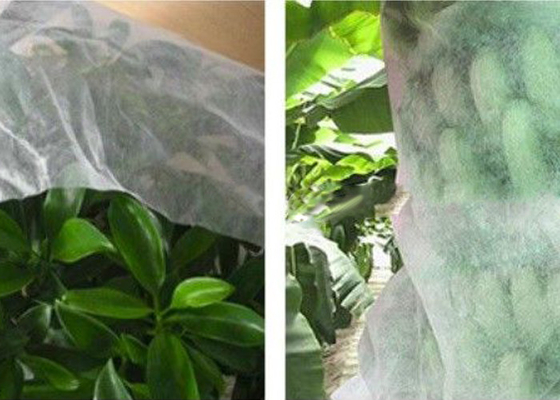 खरीदें अच्छा पारदर्शिता कृषि गैर बुना कपड़ा गैर जहरीला Frostproof कपड़ा online manufacture