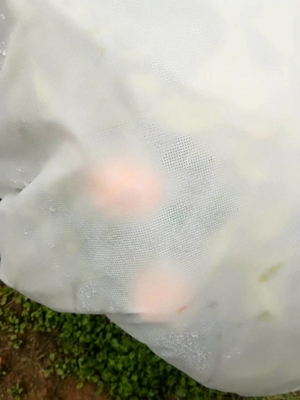 नाम