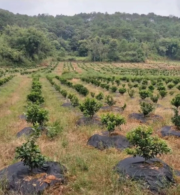 नाम