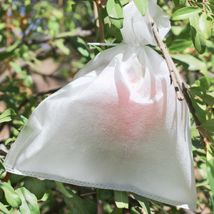 नाम
